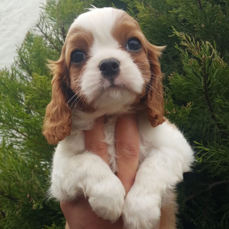 Cavalier King Charles