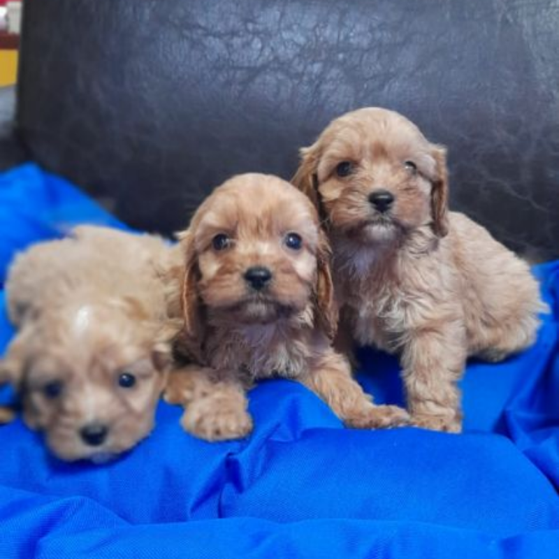 Cavapoo