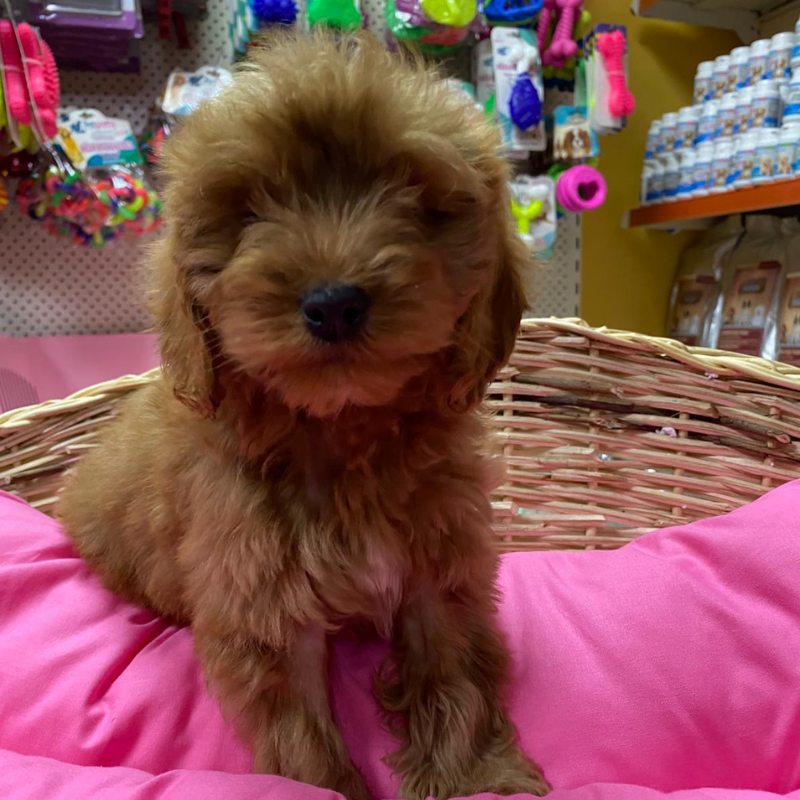 Cockapoo