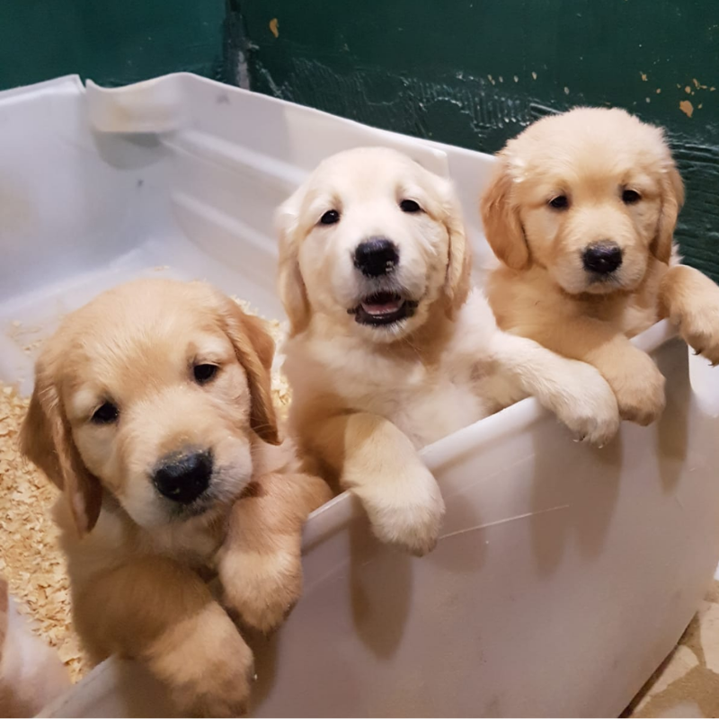 Golden Retriever