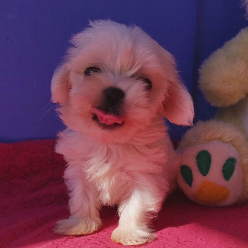Maltese Terrier