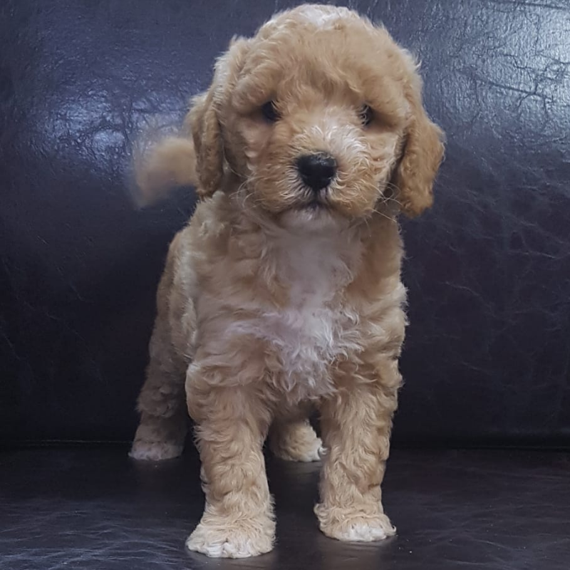 Maltipoo